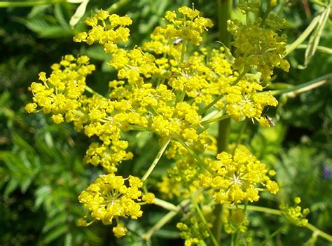 Wild Parsnip - Nova Scotia Wilds