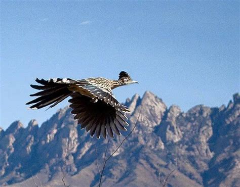 New Mexico's state bird: the Greater Roadrunner - Adrienne DeGuere ...