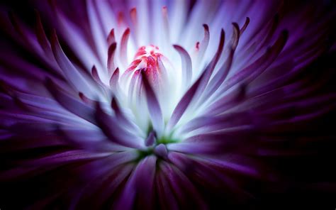 Purple flower 4K Wallpapers | HD Wallpapers | ID #19634