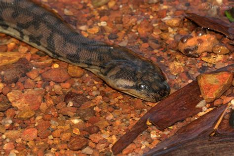 Arafura File Snake (Acrochordus arafurae) | Fogg Dam area, N… | Matt | Flickr