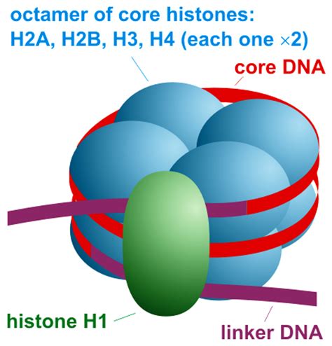 NC DNA Day » Science Word Wednesday: Nucleosome