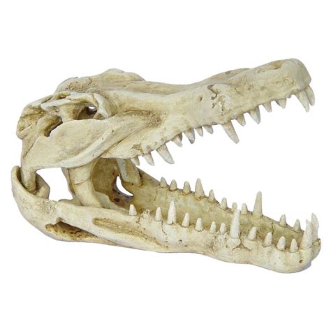 Hugo Kamishi Crocodile Skull 24x12x16cm Aquariums ornament