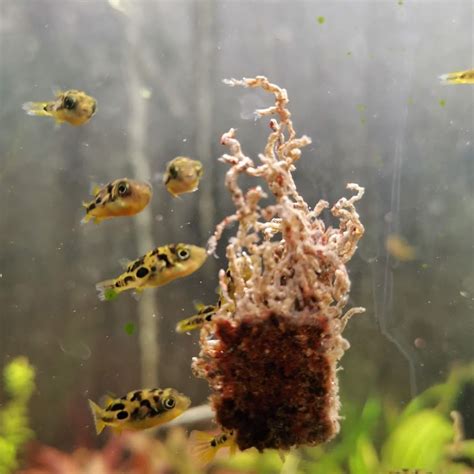 Indian Dwarf Puffer (Tetraodon travancoricus) - small Pea puffer [] - $5.00