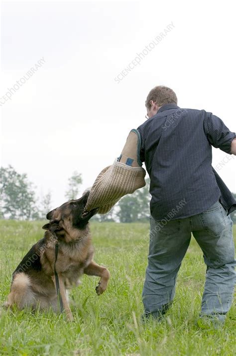 Police dog training - Stock Image - C003/8476 - Science Photo Library