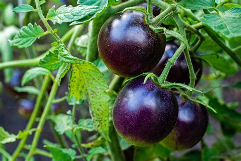 USDA approves the purchase of purple GM tomato seeds for home growers