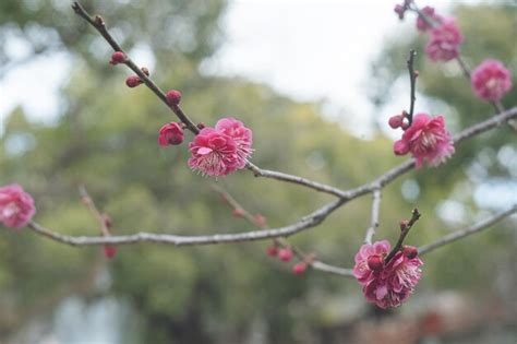 Premium Photo | Photo of clear sky and beautiful plum blossoms plum grove at dazaifu tenmangu ...