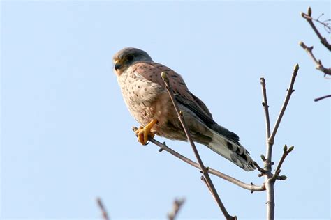 Kestrel