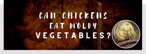 ᐅ Can Chickens Eat Moldy Vegetables? | Toxic or Healthy