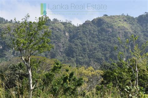 LAND FOR SALE: Small tea estate near Haputale, Sri Lanka | Lanka Real ...