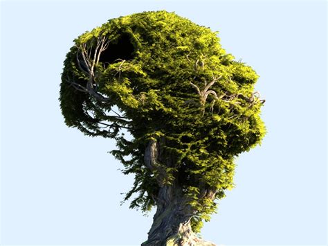 Tree head hd 3D model - TurboSquid 1287351