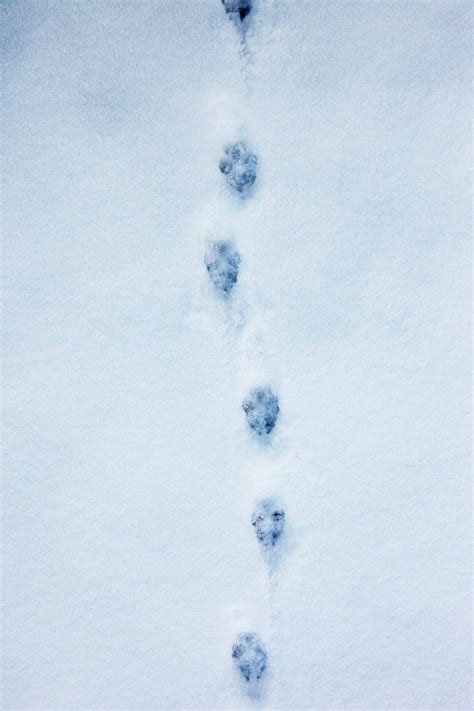 Animal Tracks in Snow: How to Recognize Critters’ Prints - Backpacker