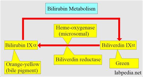 bilirubin metabolism,