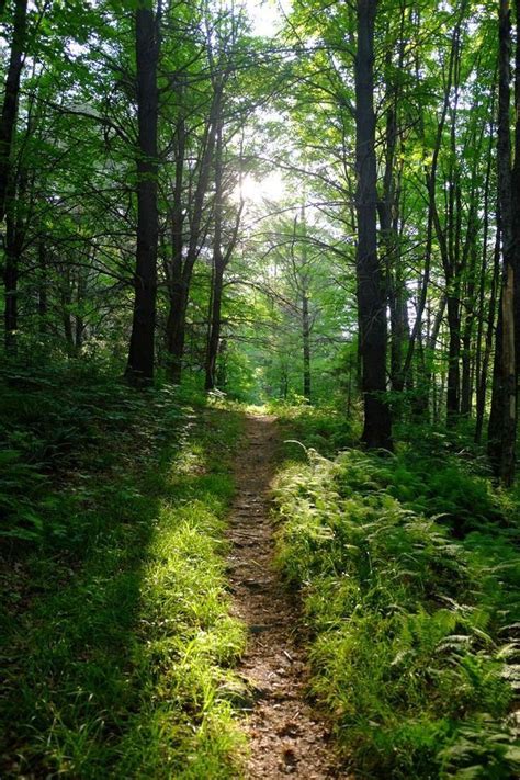 Woodland trail [photographer and location unknown] | Beautiful nature ...