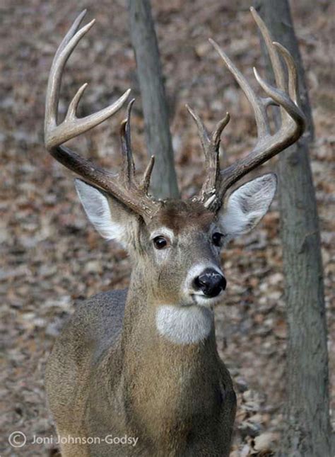 Great Whitetail buck: beautiful face and a large rack of antlers. Hope he escaped the trophy ...