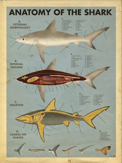 Anatomy of the shark – Artofit