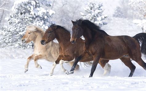 Three Beautiful Horses Of Different Colors Running In Snow : Wallpapers13.com