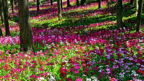 Forest Flowers Wallpapers - Top Free Forest Flowers Backgrounds ...