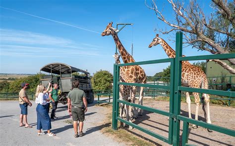 On safari in the UK: Glamping at Port Lympne Giraffe Lodge – On the Luce travel blog