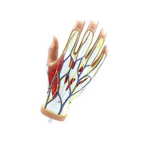 Buy PIAOLING Natomical Hand and Ligament Model，Tendon Muscle Neurovascular Anatomy with ...