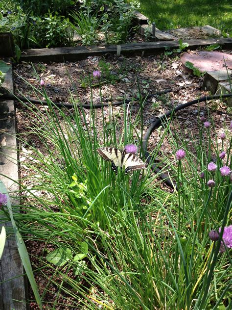 Swallowtail Butterfly - a gardeners best friend. Swallowtail, Michigan ...