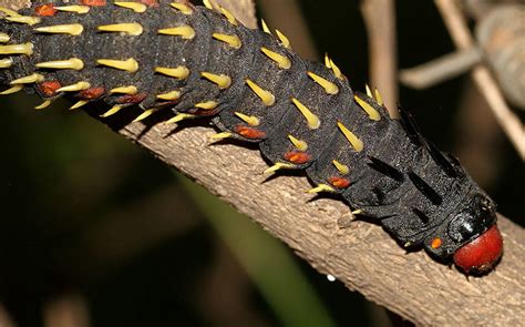 Cabbage Tree Emperor Moth Caterpillar (Bunaea alcinoe) in 2022 | Moth ...