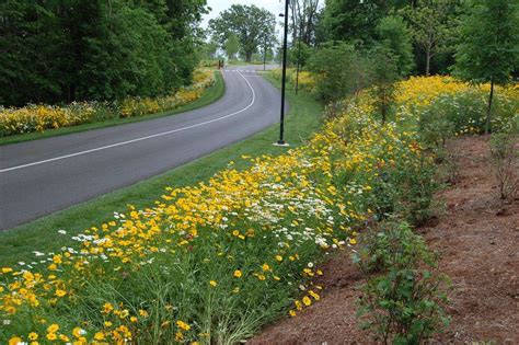 Little Bit Shady Wildflower Seed Mix | Holland Wildflower Farm