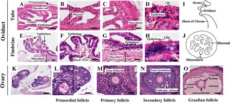 Oviduct Histology