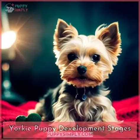 When Should Yorkie Puppies Get Their First Puppy Haircut?