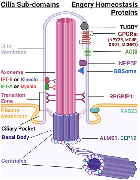 Cilia Function