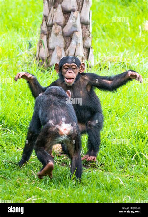 Baby chimpanzee playing hi-res stock photography and images - Alamy