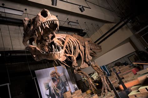 Alberta paleontologists confirm ‘Scotty’ is world’s biggest ...