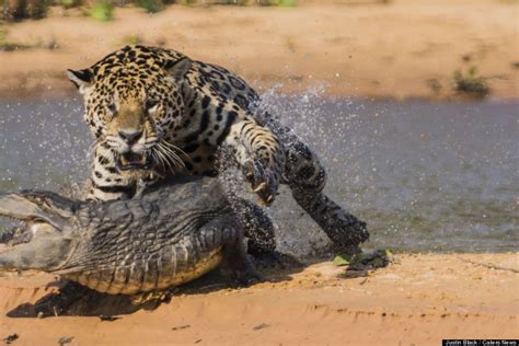 Jaguar Attacks Caiman In Brazil's Pantanal Wetlands (PHOTOS) | HuffPost