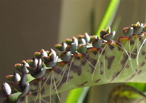 Vegetative Propagation In Bryophyllum