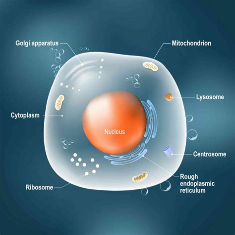 What is mRNA? The messenger molecule that’s been in every living cell ...