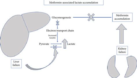 Metformin and lactic acidosis in liver or kidney failure. | Download Scientific Diagram