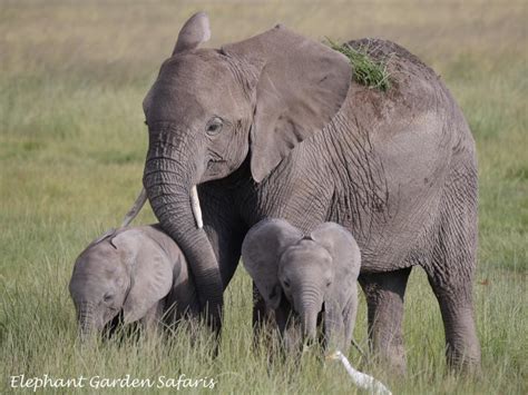 Must See: Rare elephant twins have just been born in Kenya