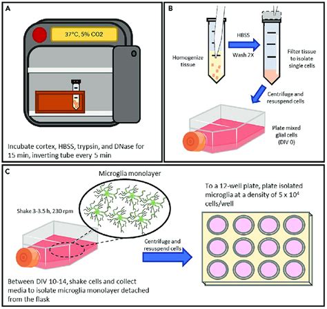 Primary mixed glial culture, shaking, and seeding microglia (A) After... | Download Scientific ...