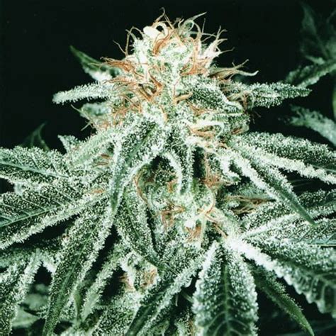 White Widow Strain Review Amazing Pheno - How To Grow Weed Indoors