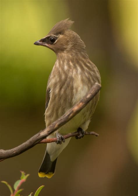 Juvenile Cedar Waxwings | Wings Over Skagit