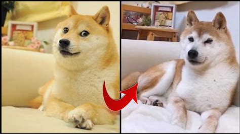 Doge Coin Dog / What Is Dogecoin The Ultimate Doge Crypto Guide 2020 / Dogecoin features the ...