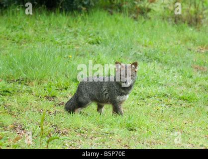 Darwin's Fox (Pseudalopex fulvipes) ENDANGERED, Chiloe Island, CHILE ...