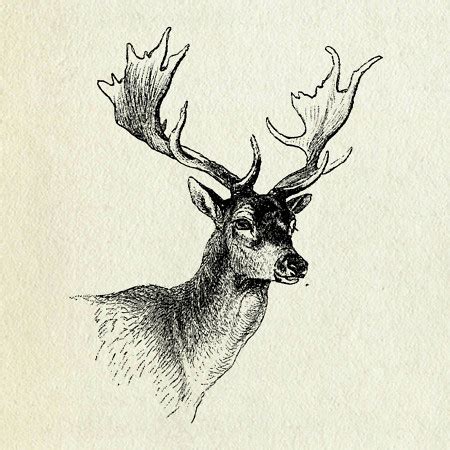 Deer clip art | K Sandberg | Flickr