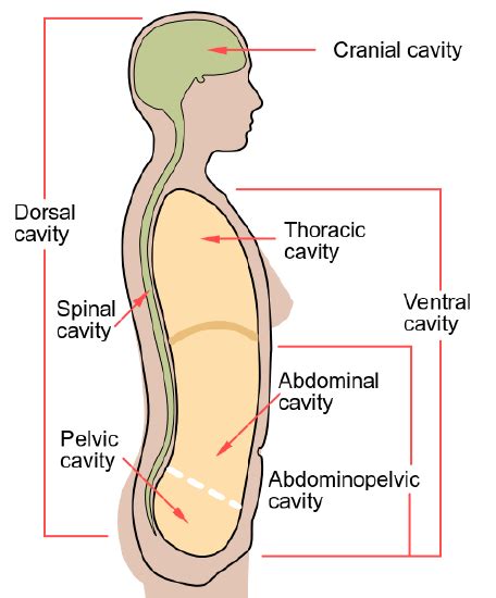 10 5 human body cavities – Artofit