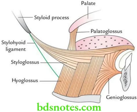 Oral Cavity Anatomy Question And Answers - BDS Notes