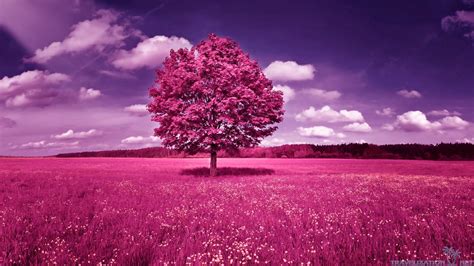 Pink Tree Wallpaper - WallpaperSafari