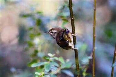 Xixi National Wetland Park Embraces the Best Season for Bird Watching - HangZhou News