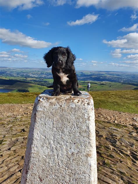 Cocker Spaniel Steadiness Training - Easy Spaniel Training