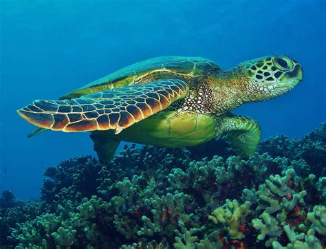 Hawaiian Green Sea Turtle on da reef