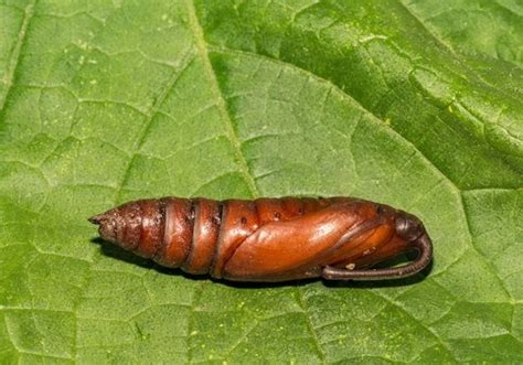 Tomato Hornworms: How to Protect Your Tomato Plants | Garden Design