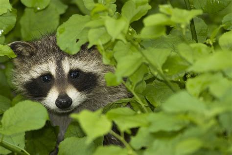 4 Tips for Hunting Raccoons During the Daytime — Outdoorsman